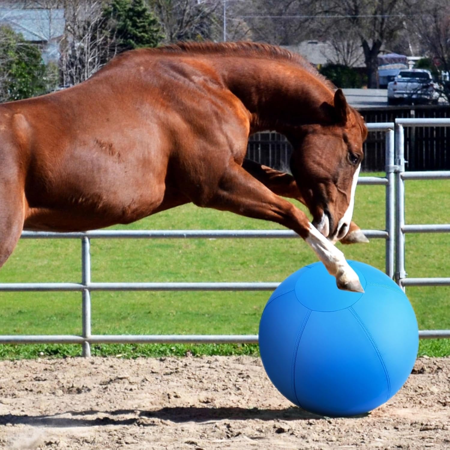 Herding Ball for Dogs and Horses - 18" Jolly Ball for Dogs, Agility Training Equipment, Herding Ball for Australian/German Shepherd, Improved Bite-Resistant - Blue Medium1216Fa
